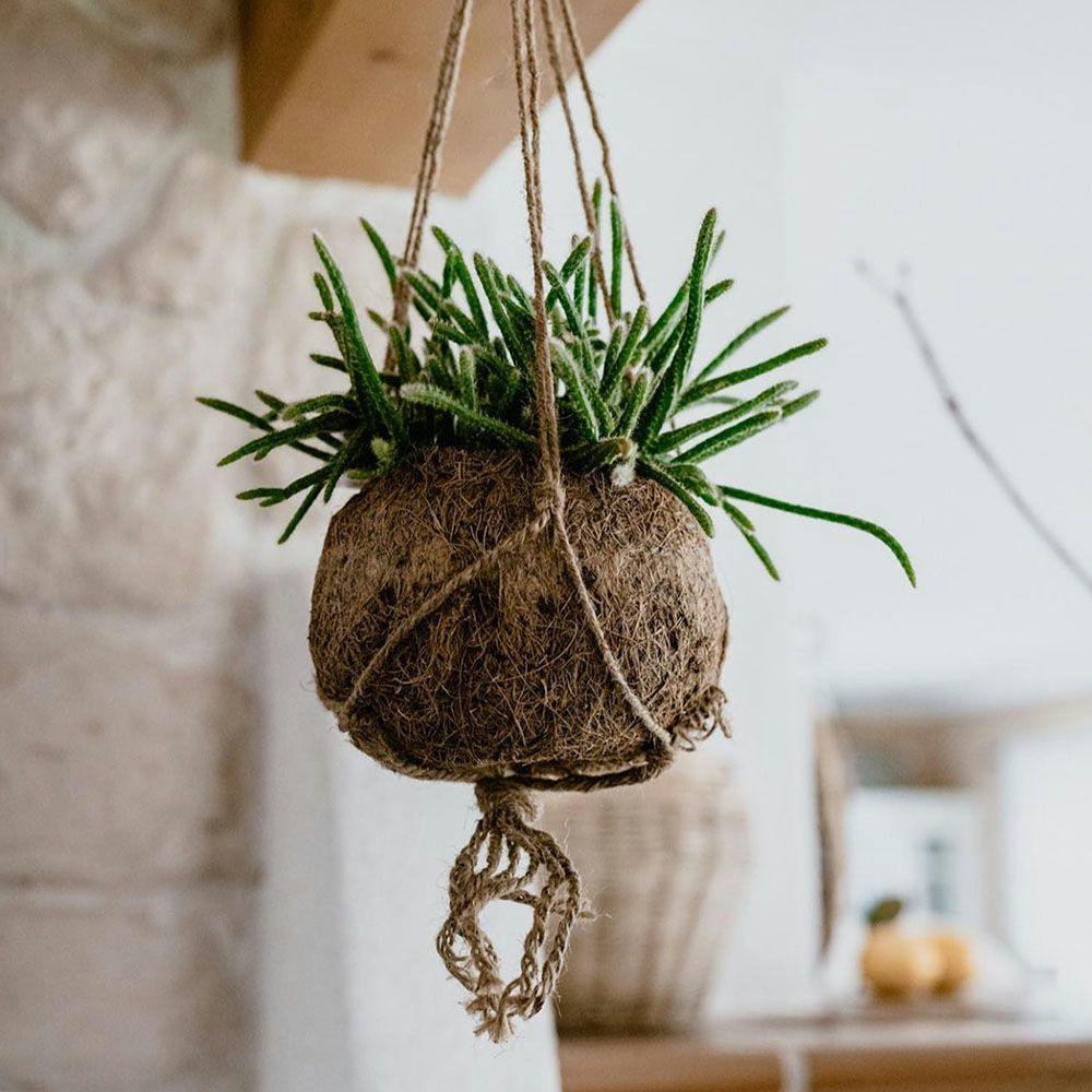 Decorating home with plants