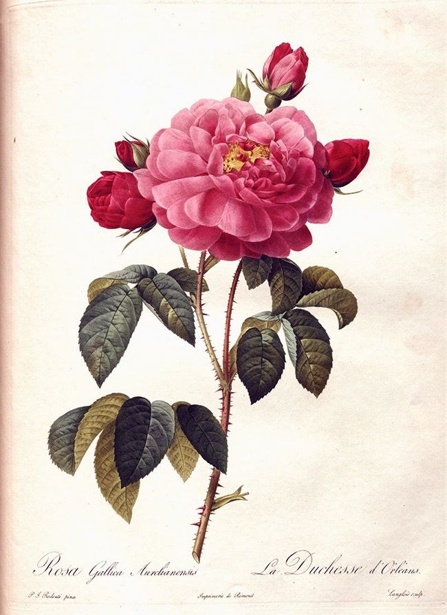 Pierre-Joseph Redouté «Rosa gallica aurelianensis» (1824)