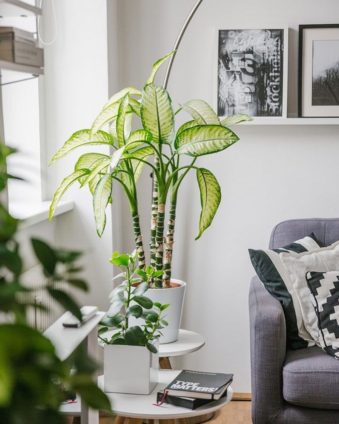 How to decorate your home with plants